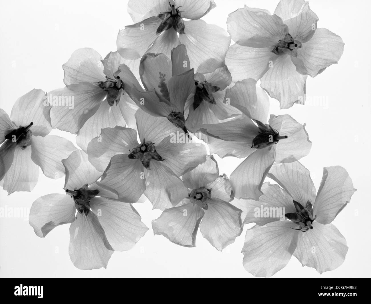 Blumen. Winden auf Hintergrund mit Licht durch sie hindurch. Künstlerischen Darstellung Stockfoto