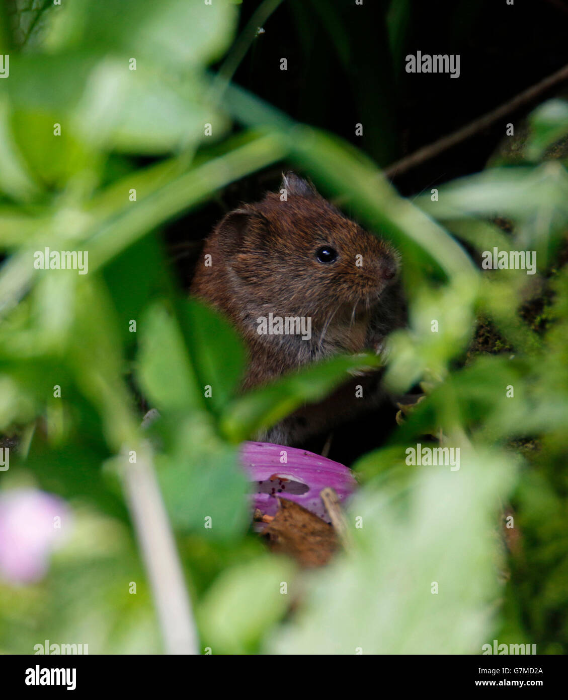 Rötelmaus (Myodes Glareolus) Stockfoto