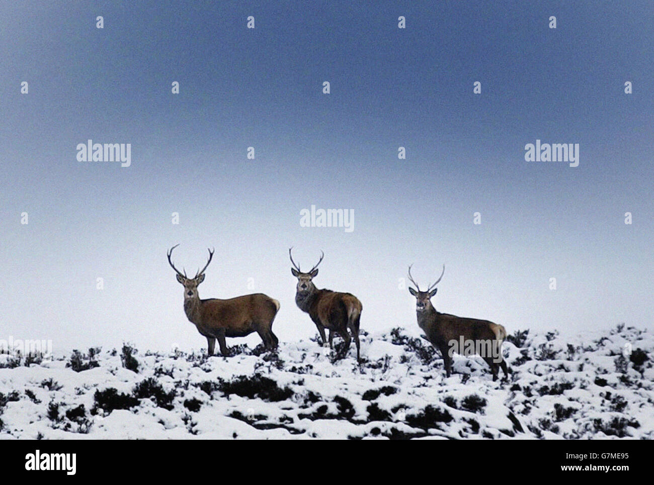 Tiere - Wild Red Deer Hirsche - Schottland. Die größte Wildtierart in Schottland. Stockfoto