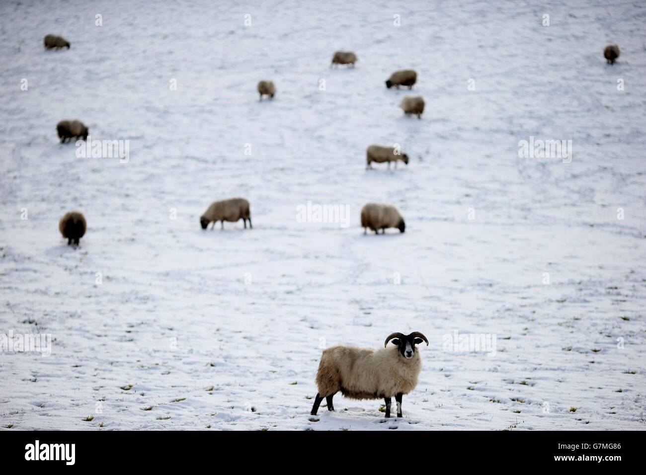 Schafe stehen auf einem schneebedeckten Feld vor Ballynahinch, Co. Down, als Schulen, Transport und Handy-Signale gestört wurden, nachdem starker Schnee Teile des Landes getroffen hatte. Stockfoto