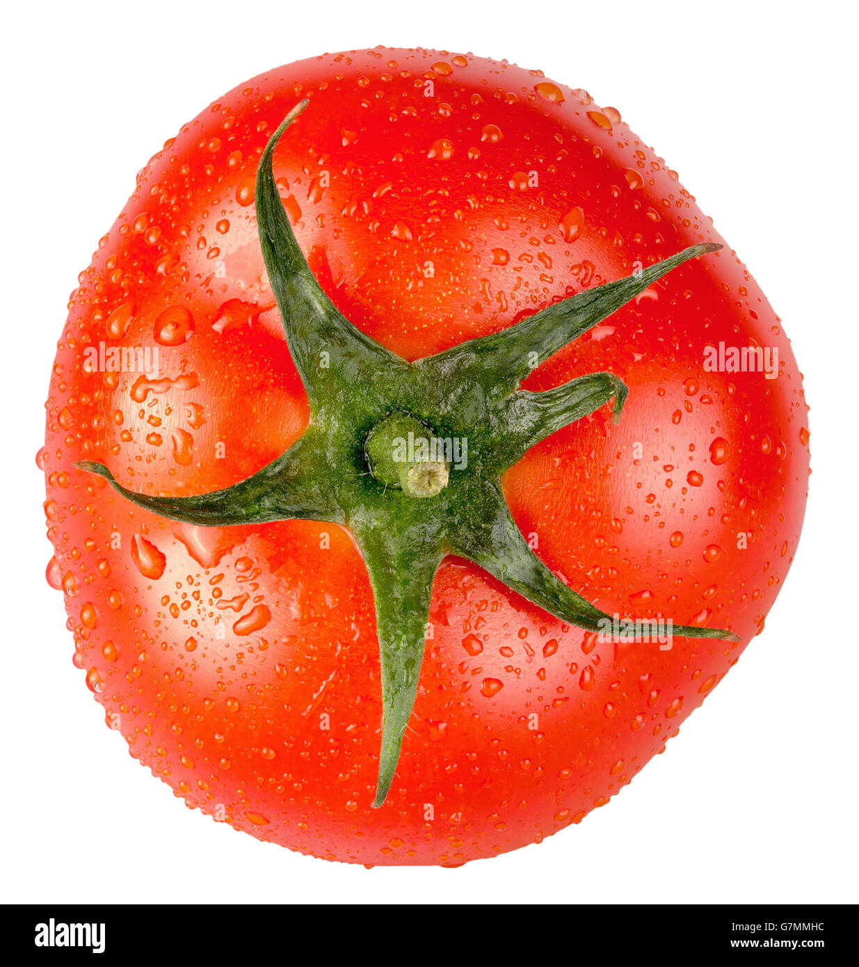 Tomate mit Wassertropfen auf dem weißen Hintergrund isoliert. Stockfoto