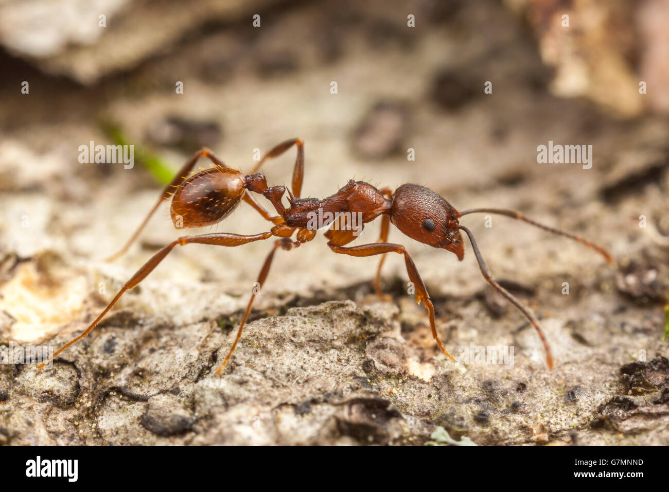 Wirbelsäule-taillierte Ant (Aphaenogaster Fulva) Arbeitnehmer beschäftigt sich mit die Oberfläche eines gefallenen Toten Baumes. Stockfoto