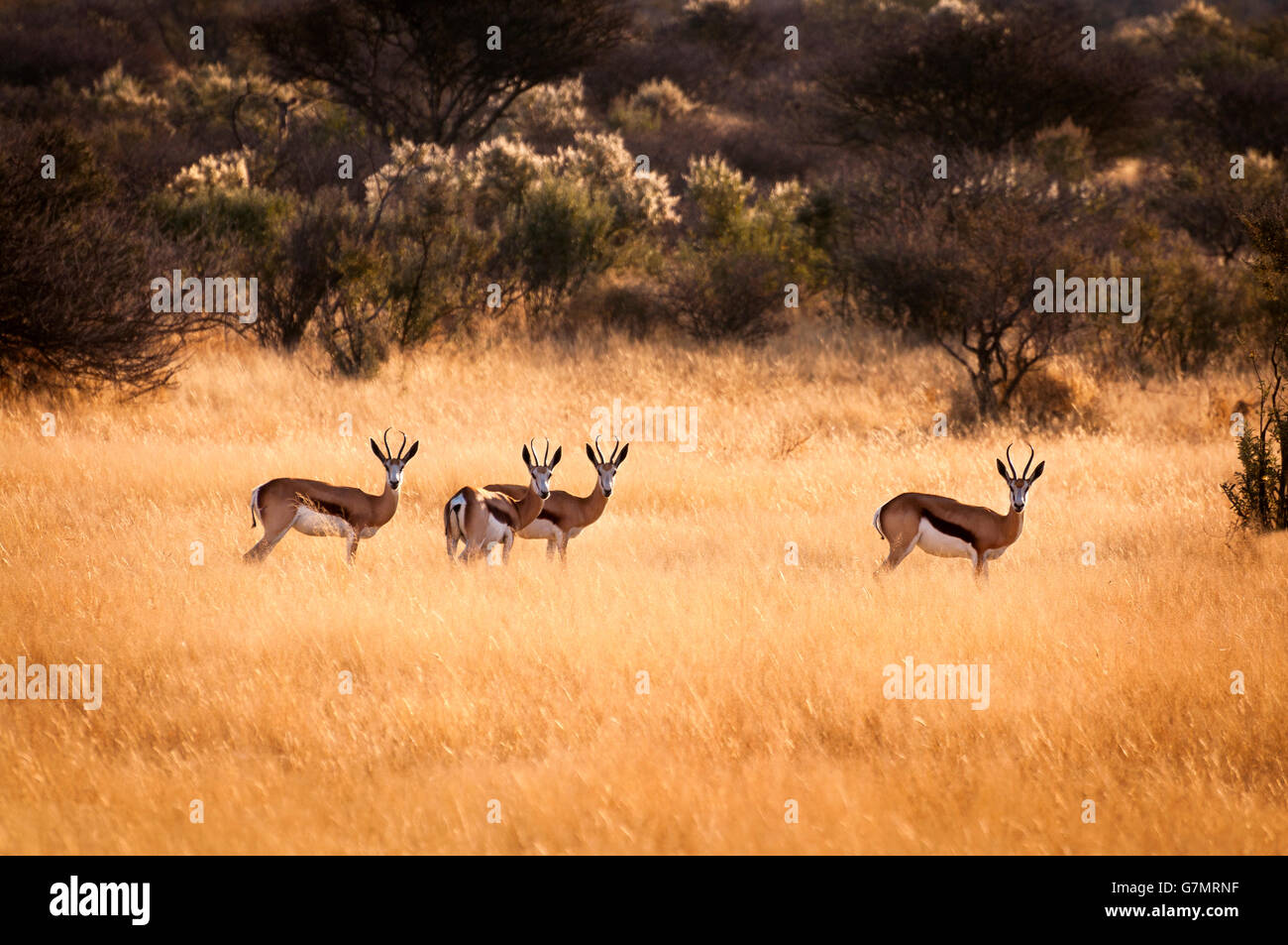 Herde von Springbock in Namibia Stockfoto