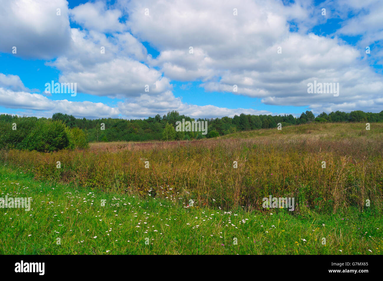 Schöne Sommerlandschaft mit Rasen, Bäumen, Himmel und Wolken Stockfoto