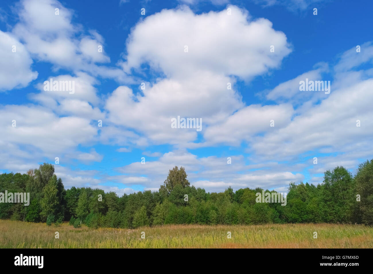 Schöne Sommerlandschaft mit Himmel, Wolken, Rasen und Bäumen Stockfoto