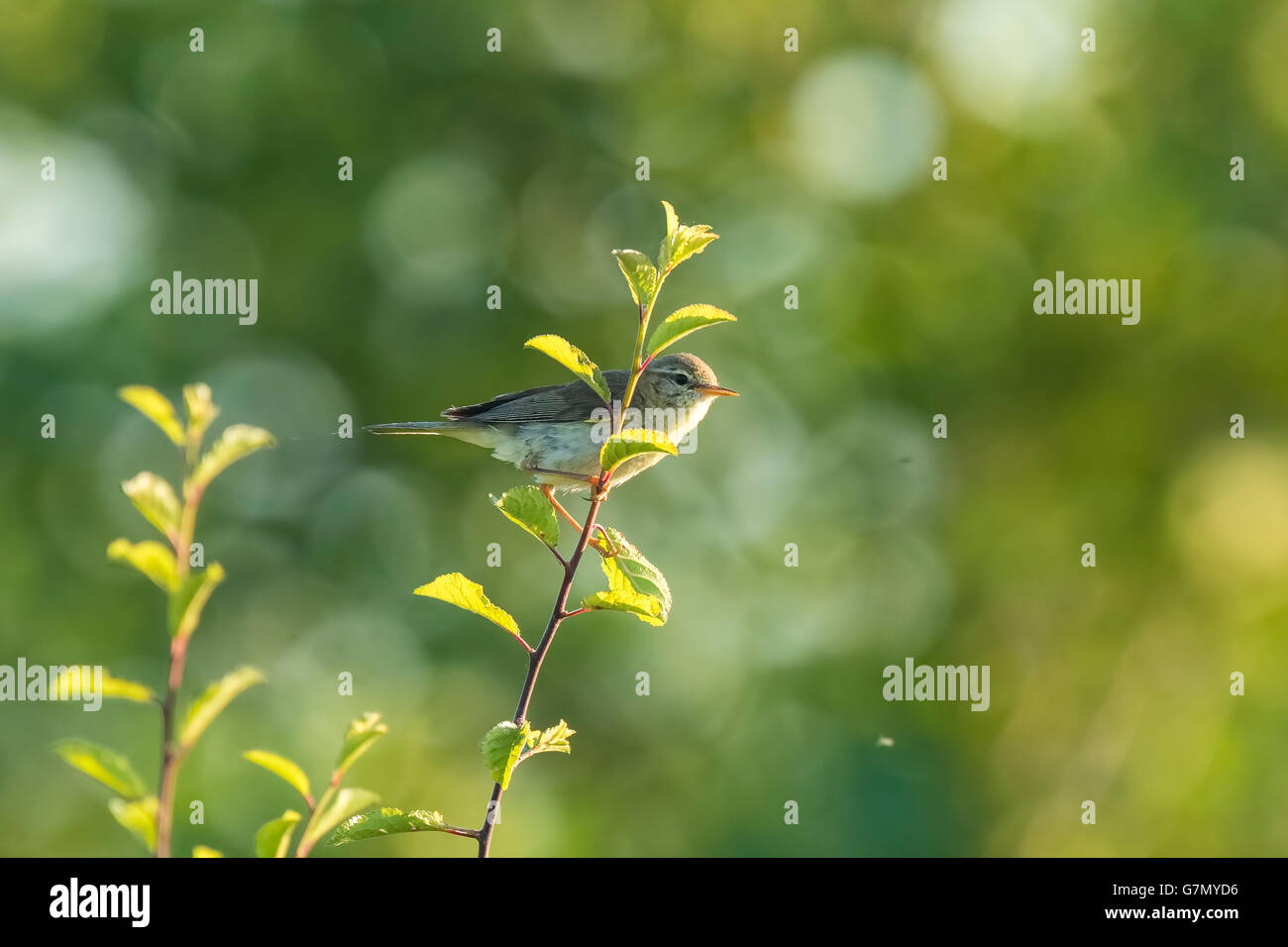 Nahaufnahme eines Willow Warbler Vogels, Phylloscopus Trochilus, singen an einem schönen Sommerabend mit weichen Hintergrundbeleuchtung auf einer grünen Stockfoto