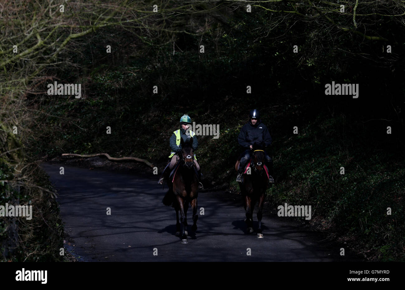 Pferde vom Paul Nicholls Hof kehren zu den Ställen zurück, während sie den Manor Farm Stables, Ditcheat besuchen. Stockfoto