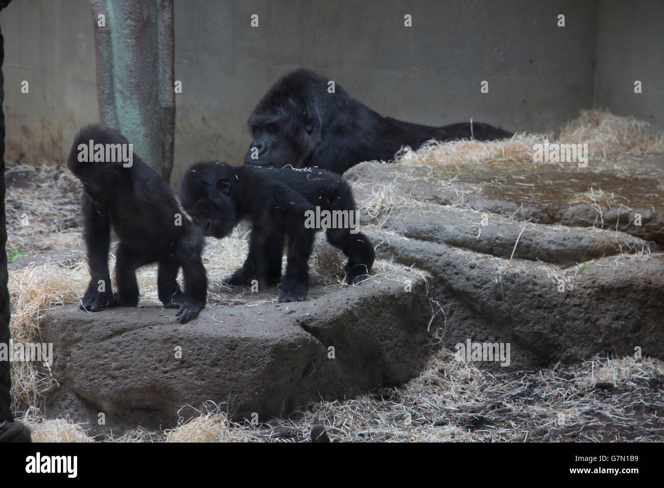 Besucher können interagieren mit Flachlandgorillas und anderen Primaten bei der Geigy Primas zu Hause im Zoo Basel, Basel, Schweiz. Stockfoto