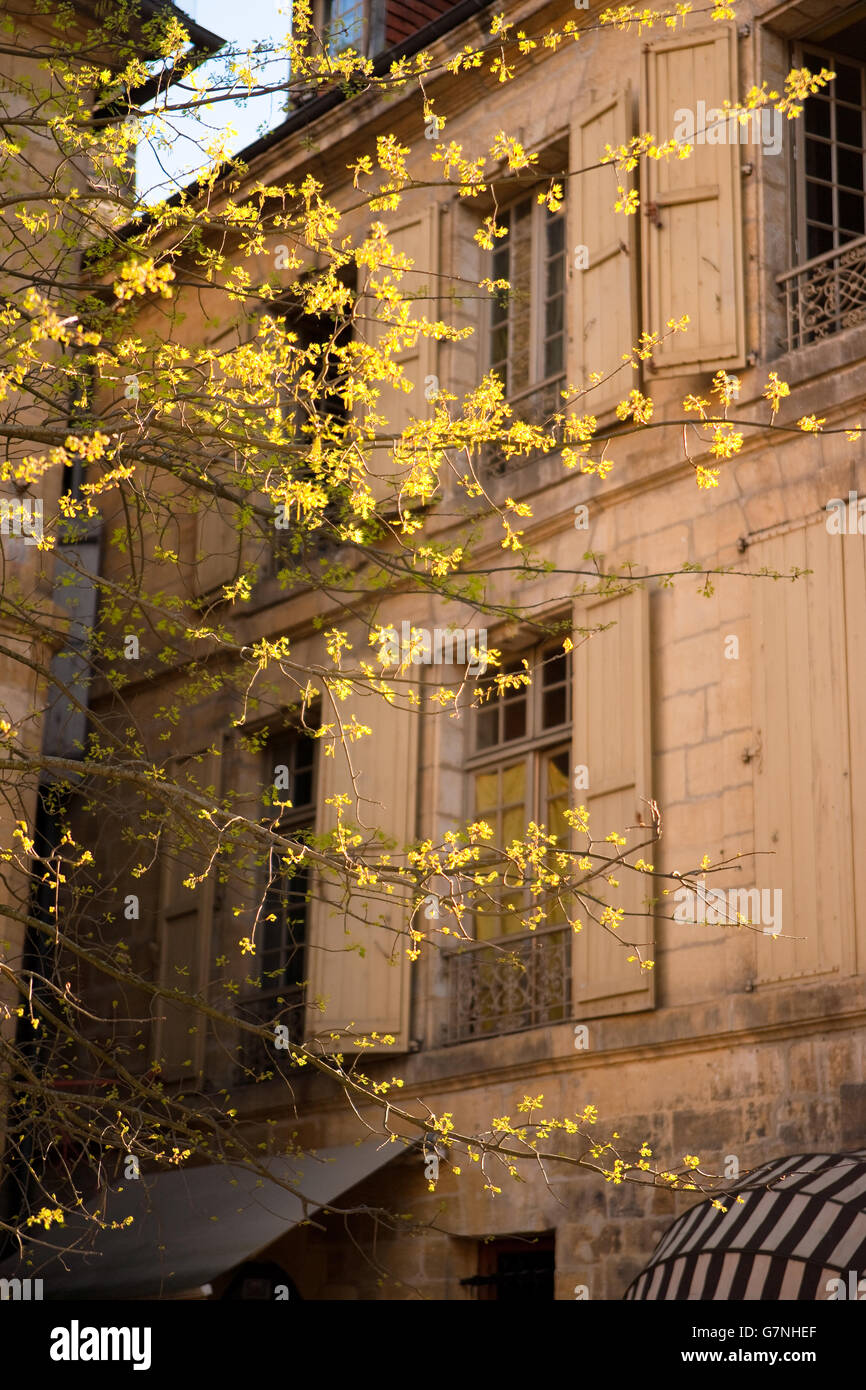 Frühling Baum vor traditionellen französischen Architektur Stockfoto