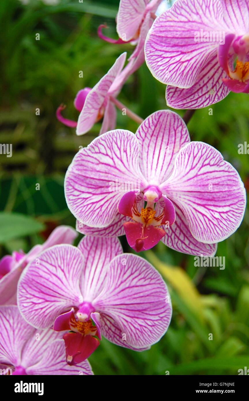 Orchideen Im Botanischen Garten Von Peradeniya Kandy Sri Lanka