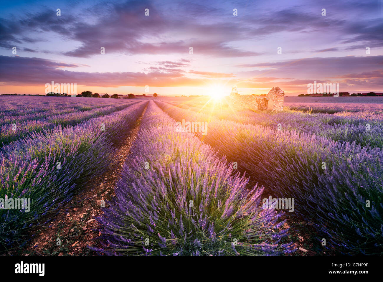 Lavendel-Feld in der Provence, in der Nähe von Sault, Frankreich Stockfoto