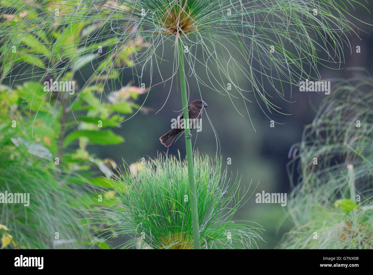 Dick-Billed Weaver lauern für Insekten aus einem Papyrus-Stiel Stockfoto