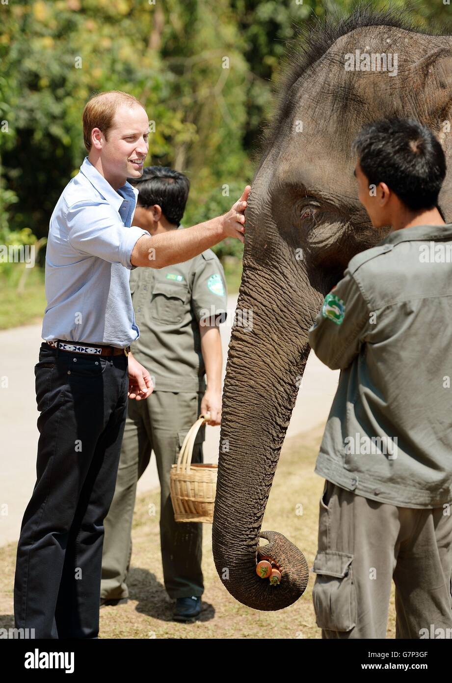 Der Herzog von Cambridge füttert Karotten zu Ran Ran, eine 13-jährige Elefantenweibin Xishuangbanna Heiligtum in Südchina. Stockfoto