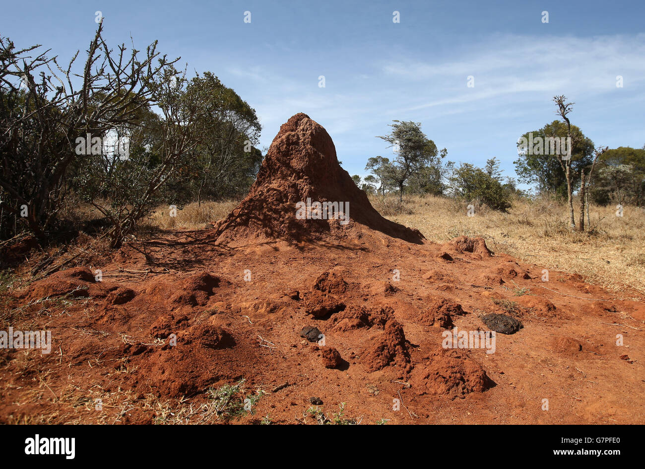 Reisesticks - Kenia. Ein Termitenhügel Kenianer, die in der Nähe der Stadt Nanukye ihr tägliches Leben führen. Stockfoto
