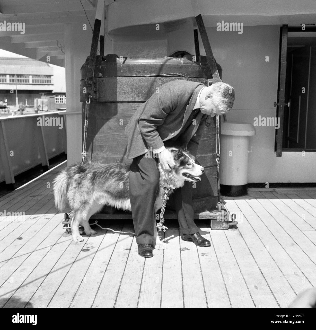 Sir Vivian Fuchs, Direktor des British Antarctic Survey, wird an Bord des RRS John Biscoe bei seiner Ankunft in Southampton gezeigt und freundet sich mit Haligrant, bekannt als Malig, einem Husky, an. Sir Vivian begrüßte das Schiff mit 19 Mitgliedern der Survey, die bis zu zwei Jahre in der Antarktis verbracht haben. Malig, wurde von Herrn Bellars, dem Tierarzt des Schiffes, zurückgebracht, der die Hundepopulation an verschiedenen Basen untersucht hat. Man vermutet, dass Malig an einer Form der Hämophilie leidet. Der Hund wird während in Quarantäne untersucht werden, um die genaue Art der Bedingung zu bestimmen, Stockfoto