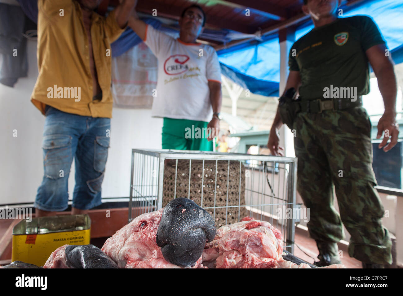 Beschlagnahme der illegalen Jagd und Fischerei von Amazonas Umwelt Staatspolizei in Manaus Stadt, Nord-Brasilien - Kopf Amazonas-Manati (Trichechus Inunguis) unter Pirarucu Fisch Filet-Streifen. Pirarucu, auch bekannt als Arapaima oder Paiche (Arapaima Gigas) ist eine südamerikanische Tropische Süßwasserfische, es ist ein lebendes Fossil und eines der größten Süßwasserfische der Welt. Die IUCN roten Liste zählt der Amazonas Seekuh als gefährdet. Populationsrückgang sind in erster Linie ein Ergebnis der Jagd, sowie Kälbersterblichkeit, Klimawandel und den Verlust von Lebensraum. Stockfoto