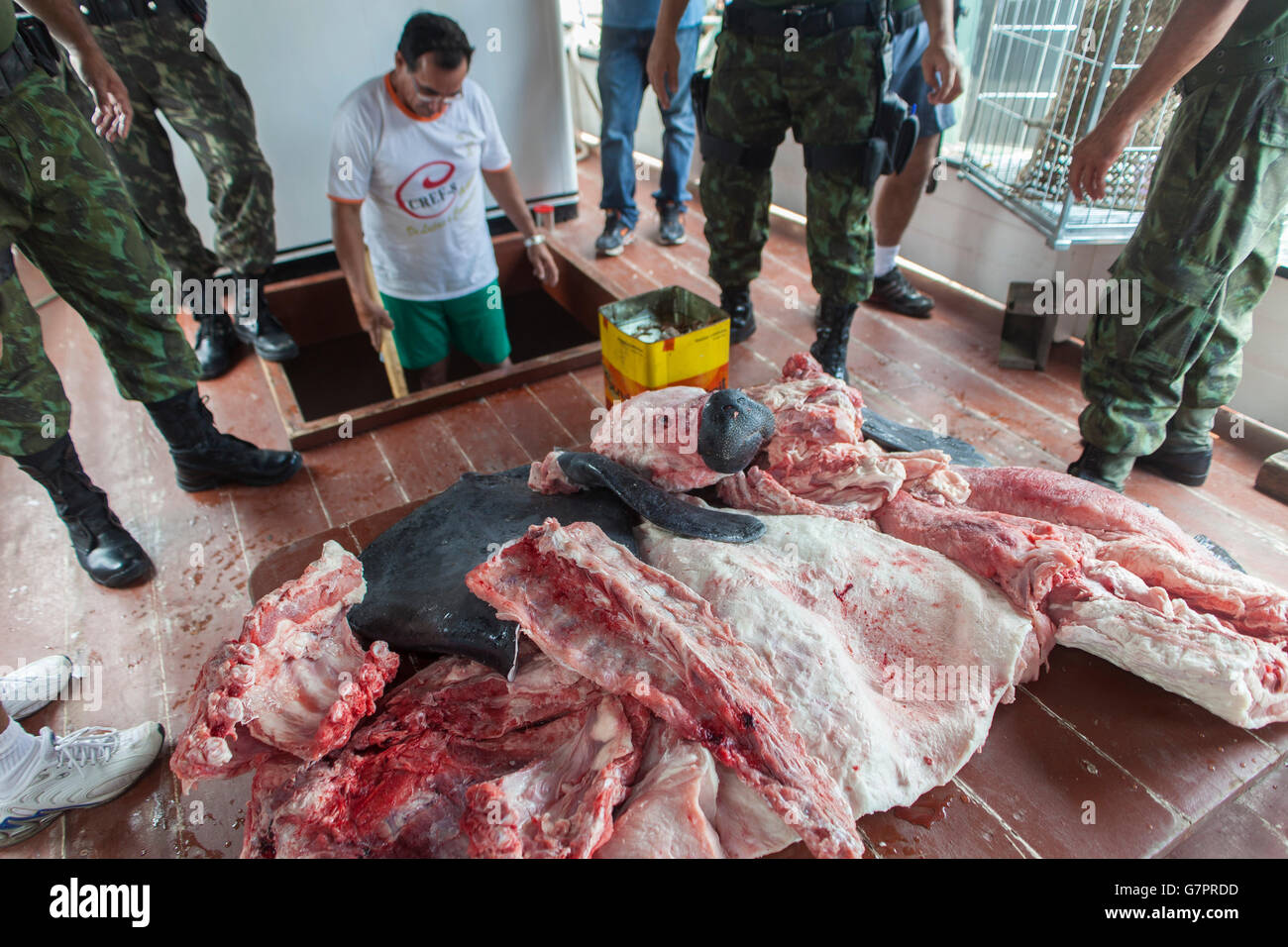 Beschlagnahme der illegalen Jagd und Fischerei von Amazonas Umwelt Staatspolizei in Manaus Stadt, Nord-Brasilien - Kopf Amazonas-Manati (Trichechus Inunguis) unter Pirarucu Fisch Filet-Streifen. Pirarucu, auch bekannt als Arapaima oder Paiche (Arapaima Gigas) ist eine südamerikanische Tropische Süßwasserfische, es ist ein lebendes Fossil und eines der größten Süßwasserfische der Welt. Die IUCN roten Liste zählt der Amazonas Seekuh als gefährdet. Populationsrückgang sind in erster Linie ein Ergebnis der Jagd, sowie Kälbersterblichkeit, Klimawandel und den Verlust von Lebensraum. Stockfoto