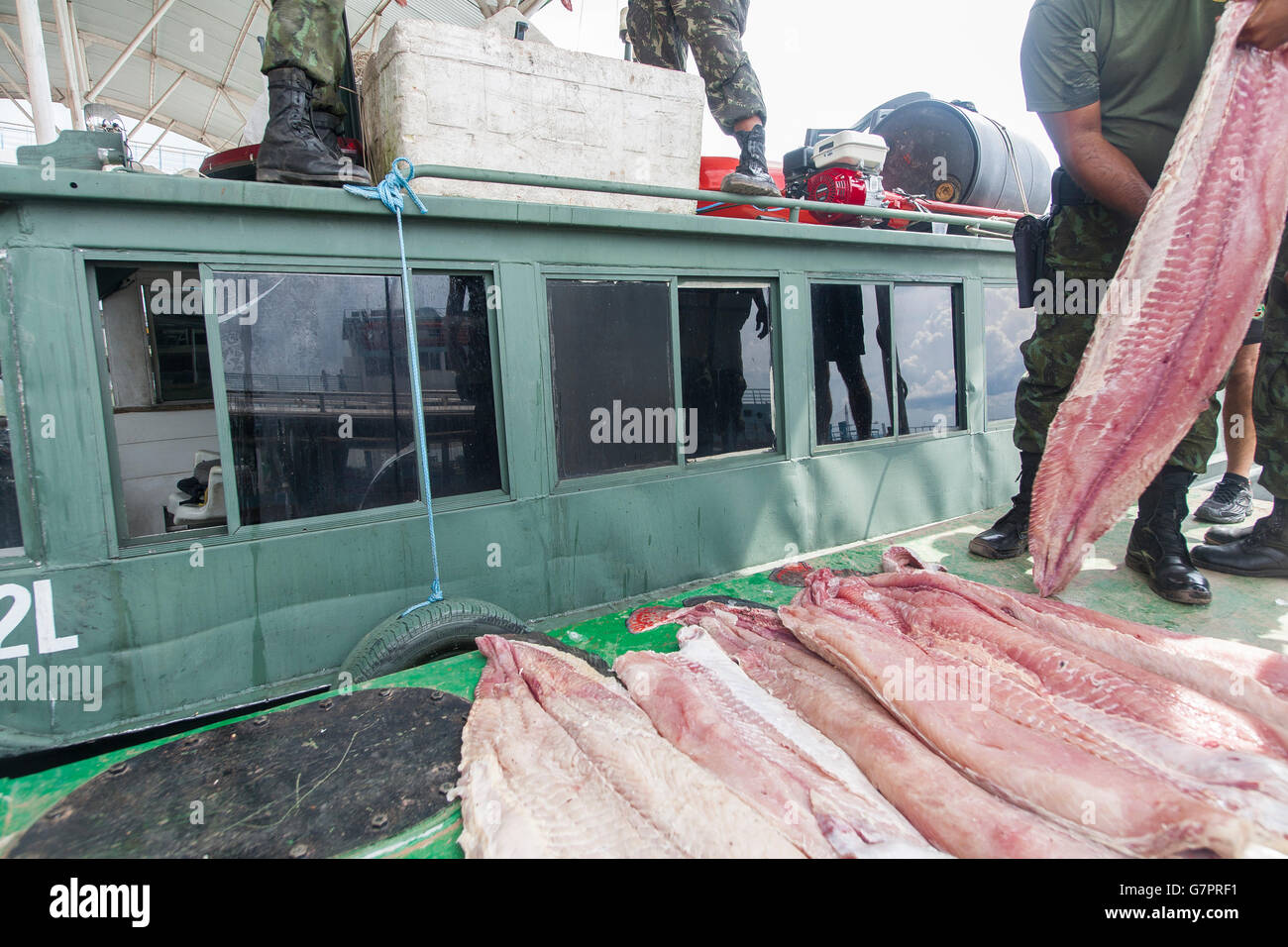 Beschlagnahme der illegalen Fischerei von Amazonas Umwelt Staatspolizei in Manaus Stadt, Nord-Brasilien - Pirarucu Fischfilet Streifen - der Pirarucu, auch bekannt als Arapaima oder Paiche (Arapaima Gigas) ist eine südamerikanische Tropische Süßwasserfische, es ist ein lebendes Fossil und eines der größten Süßwasserfische der Welt. Stockfoto