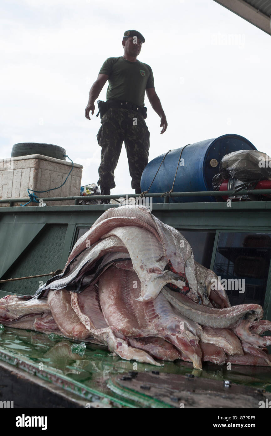 Beschlagnahme der illegalen Fischerei von Amazonas Umwelt Staatspolizei in Manaus Stadt, Nord-Brasilien - Pirarucu Fischfilet Streifen - der Pirarucu, auch bekannt als Arapaima oder Paiche (Arapaima Gigas) ist eine südamerikanische Tropische Süßwasserfische, es ist ein lebendes Fossil und eines der größten Süßwasserfische der Welt. Stockfoto