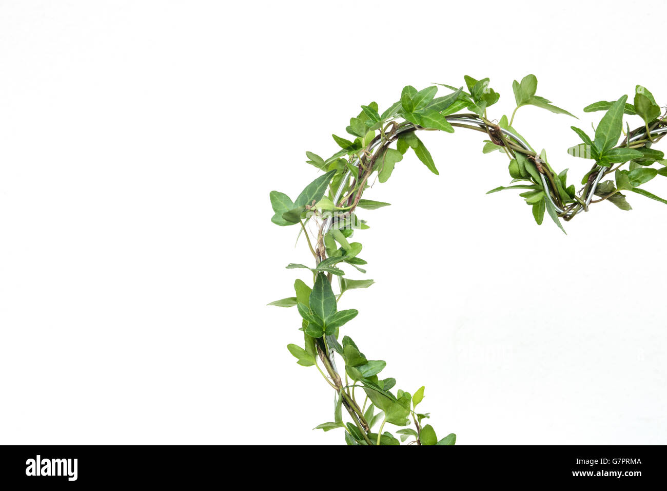 Efeu-Pflanze mit Herzform mit weien Hintergrund isoliert Stockfotografie -  Alamy