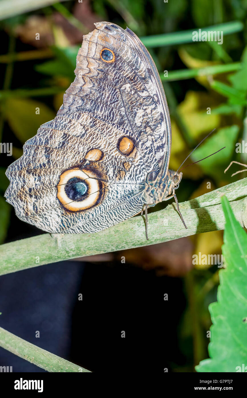 Caligo oileus Fotos und Bildmaterial in hoher Auflösung Alamy