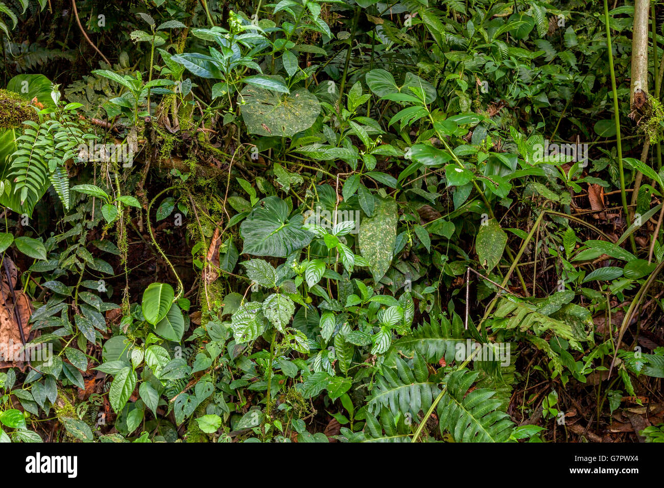 Tropischer Regenwald, Amazonas-Dschungel, Nationalpark Yasuni, Südamerika Stockfoto