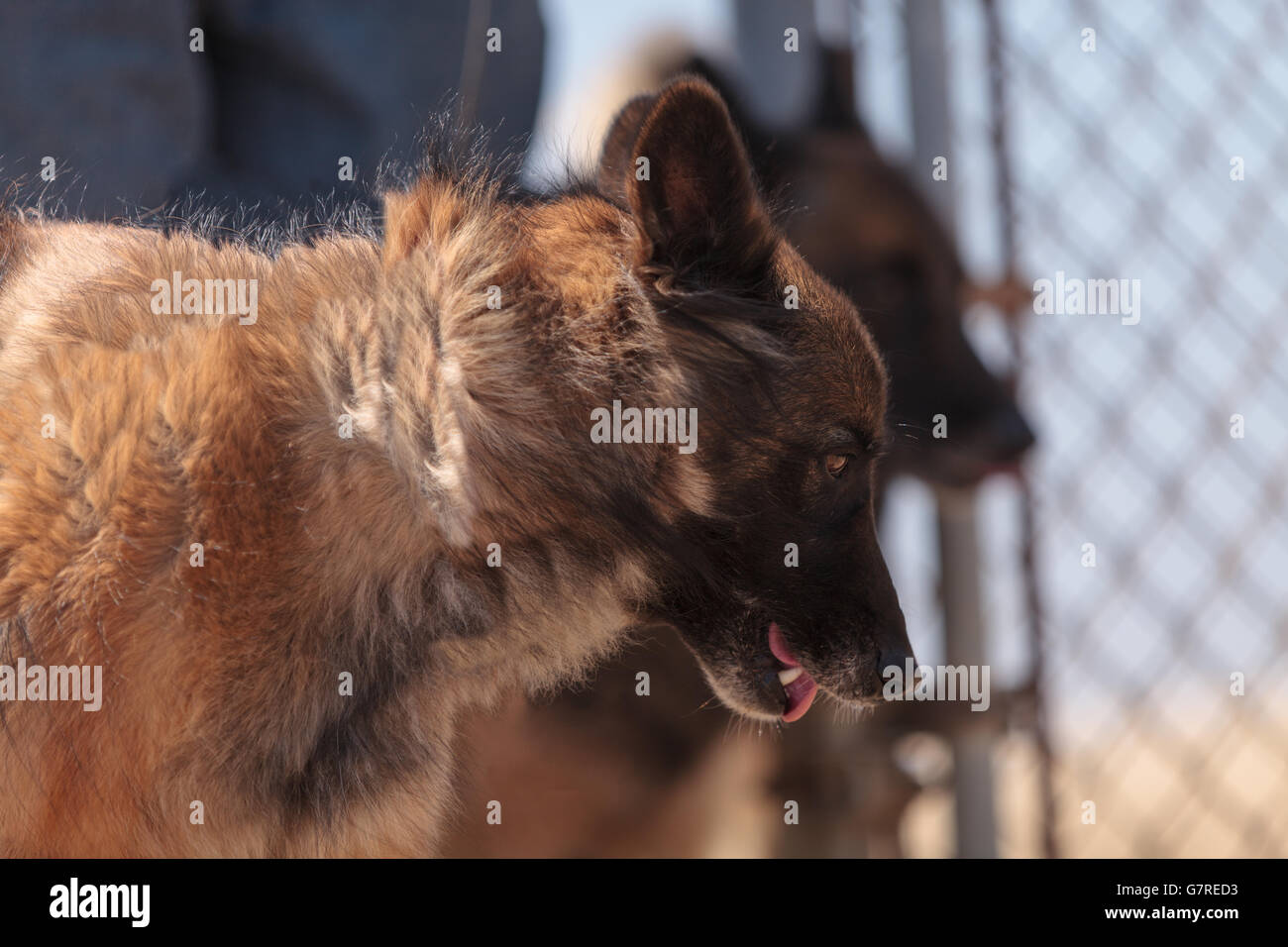 Belgische Malinois Mix Hunde zusammen stehen stramm und bereit, zu schützen und zu dienen. Stockfoto