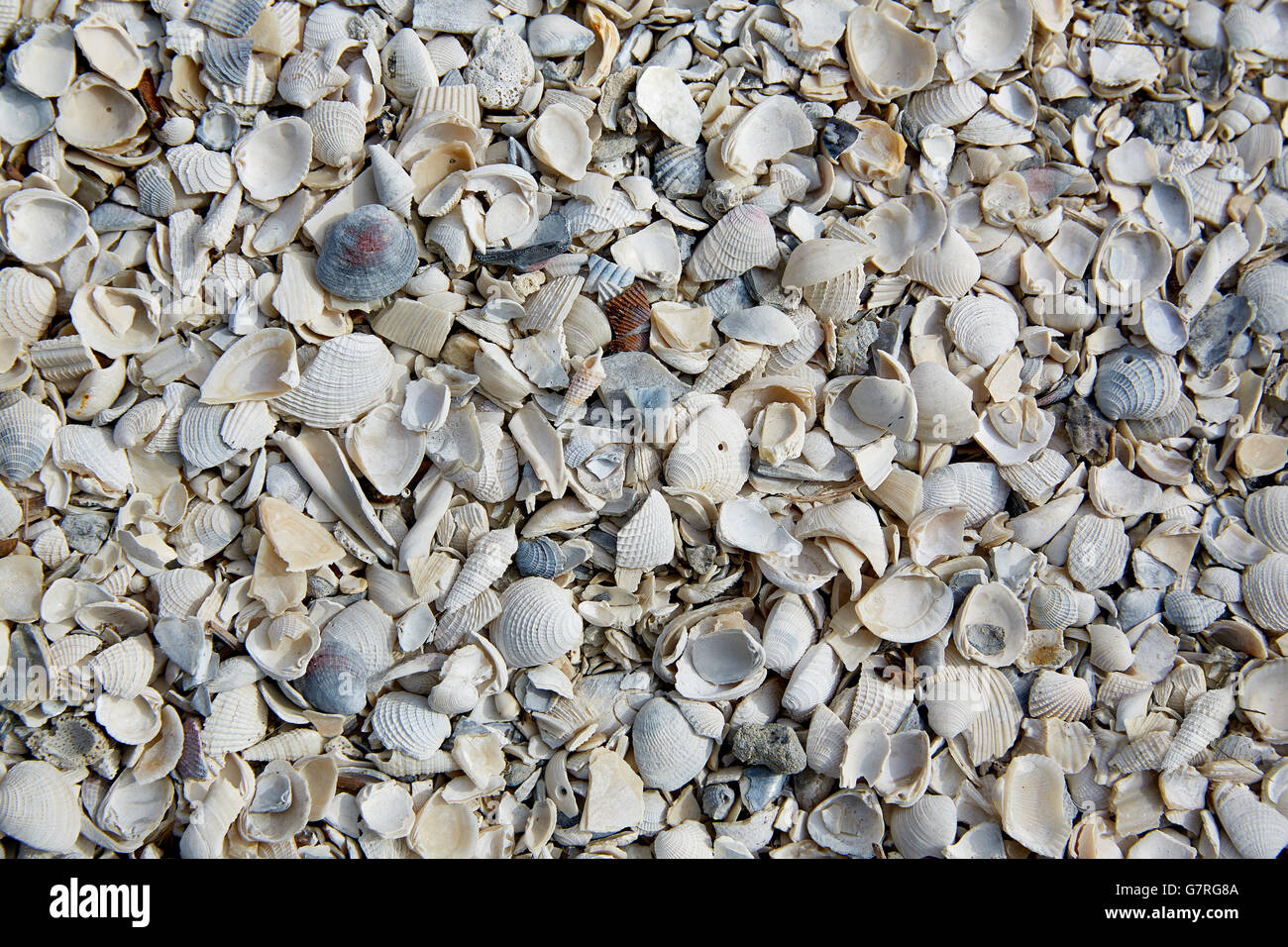 Florida Fort Myers beach Meer Muscheln, Sand in den USA Stockfoto