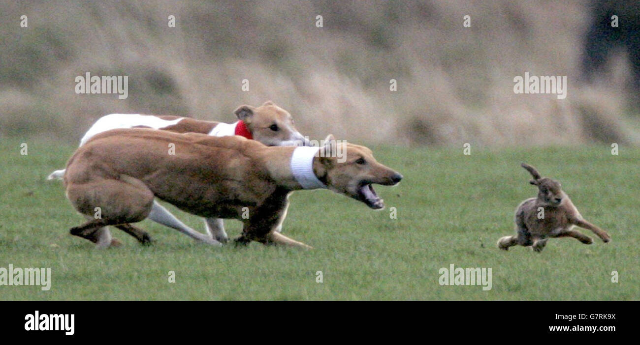 Hase Coursing - Waterloo Cup Stockfoto