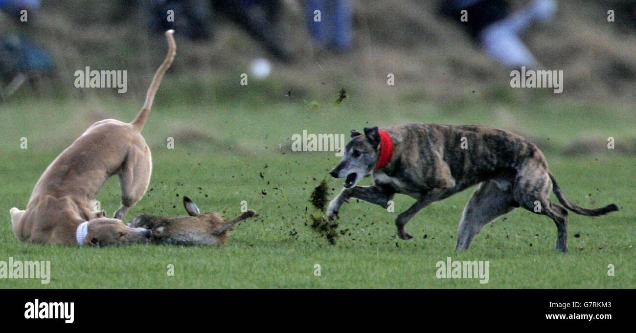 Hare Coursing - Waterloo Cup. Ein Greyhound bringt einen Hasen herunter. Stockfoto