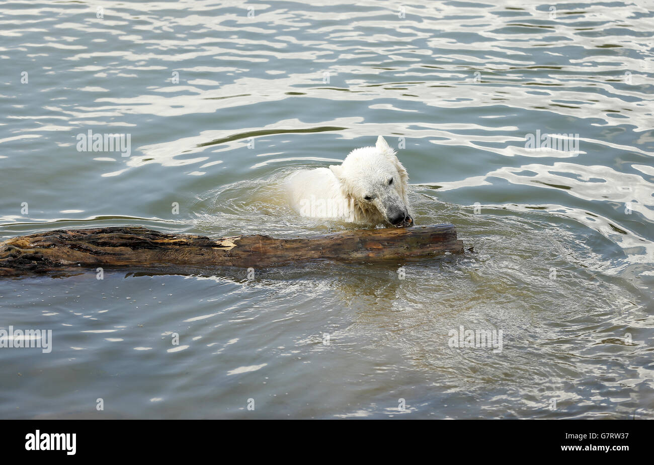 Der Eisbär kommt im Yorkshire Wildlife Park an. Pixel, der neue zwei Jahre alte Eisbär, kommt im Yorkshire Wildlife Park an. Stockfoto