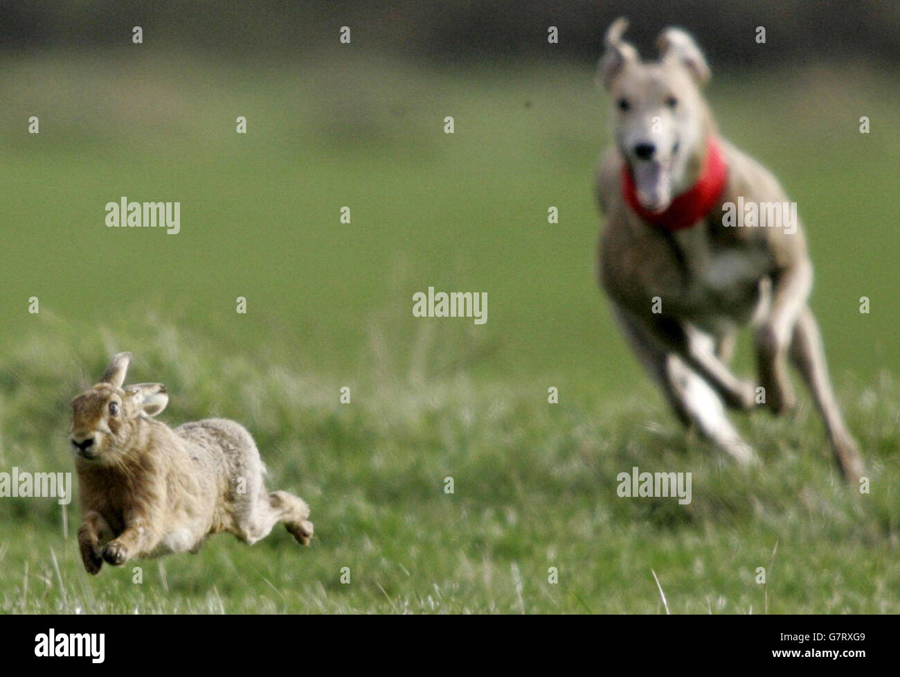 Harecoursing Waterloo Cup. Ein Hase flieht vor einem jagden Windhund. Stockfoto
