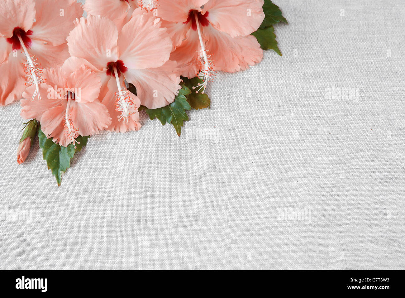 Rosa Hibiskusblüten auf Leinen, Kopie Raum Hintergrund, selektiven Fokus, Muskelaufbau Stockfoto