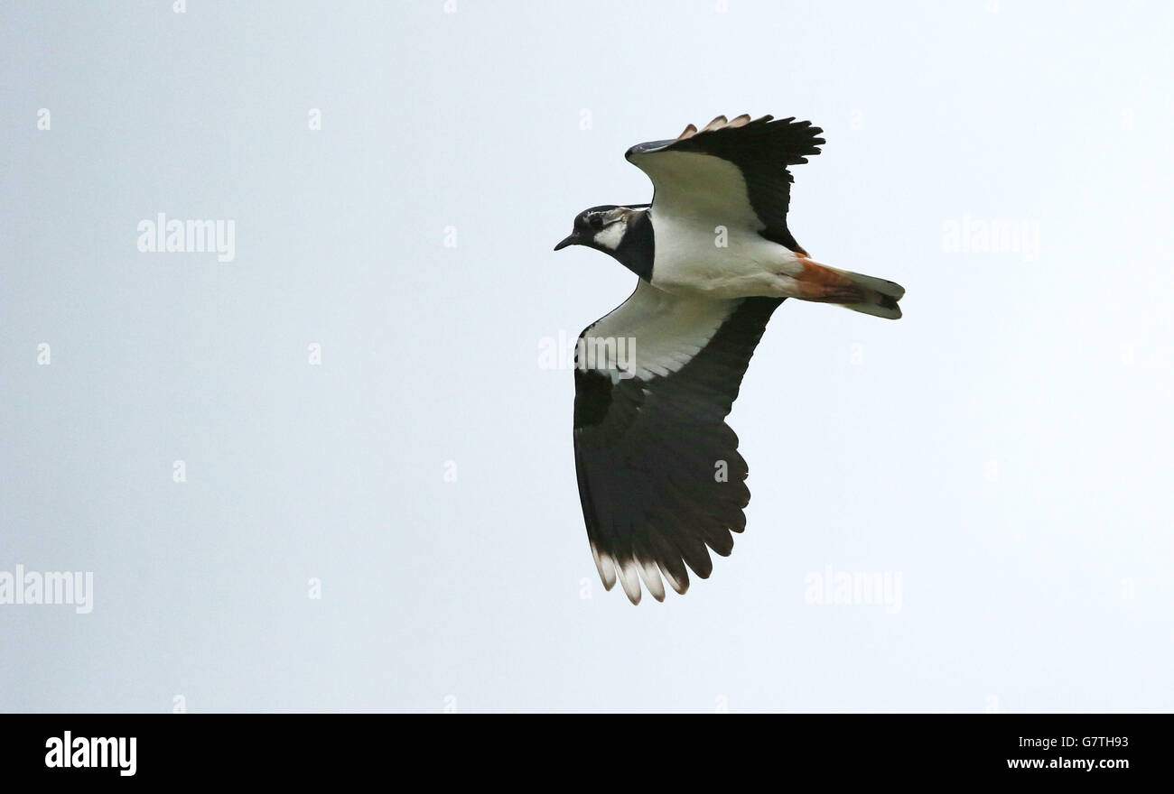 Ein Kiebitz, einer der weltweit am meisten bedrohten Vögel, hat im Gefängnis von Maghaberry ein Heiligtum gefunden, das für die Unterbringung der gefährlichsten Insassen in Nordirland verwendet wird. Stockfoto