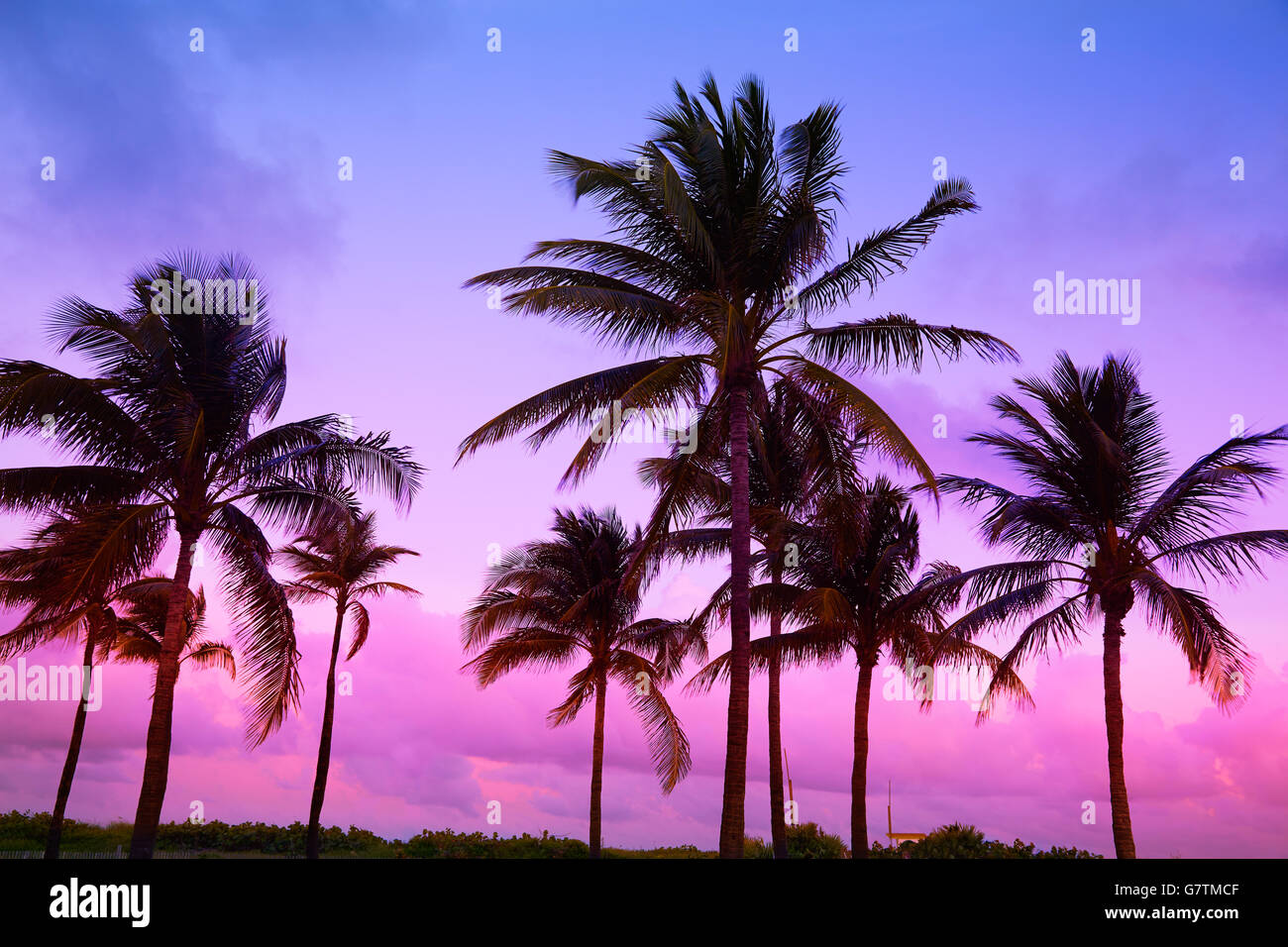 Sonnenuntergang Palmen Miami Beach South Beach in Florida Ocean Drive Stockfoto