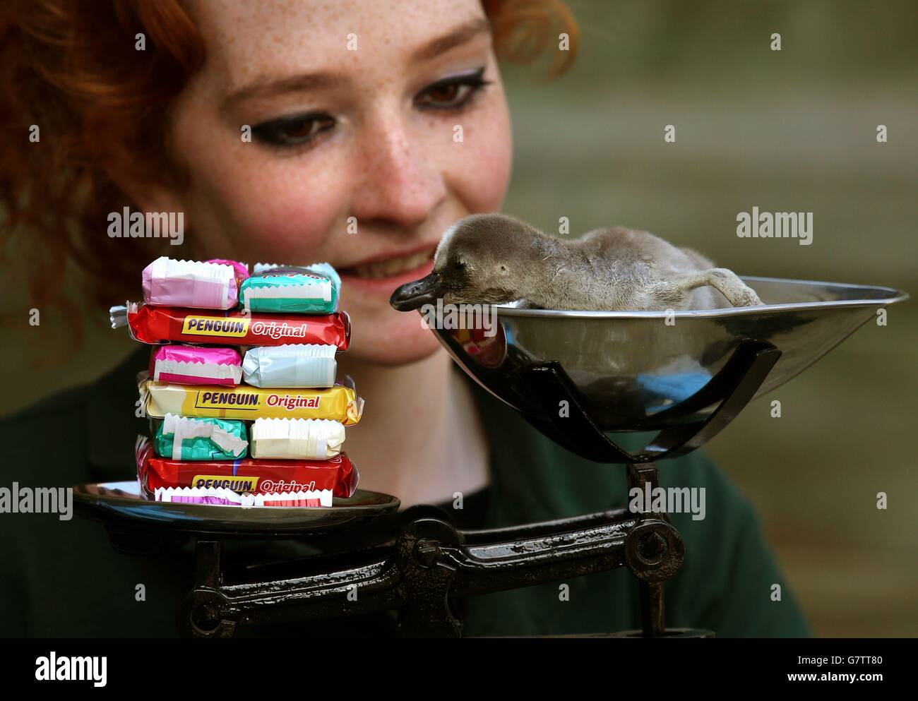 Zuvor unveröffentlichtes Foto vom 11/04/15 von Blair Drummond Safari Park Keeper Coni McEwan mit einem Gewicht von zwei Wochen alten Humboldt-Pinguin Küken, das ist das erste Humboldt-Pinguin Küken des Parks seit zwei Jahren. Stockfoto