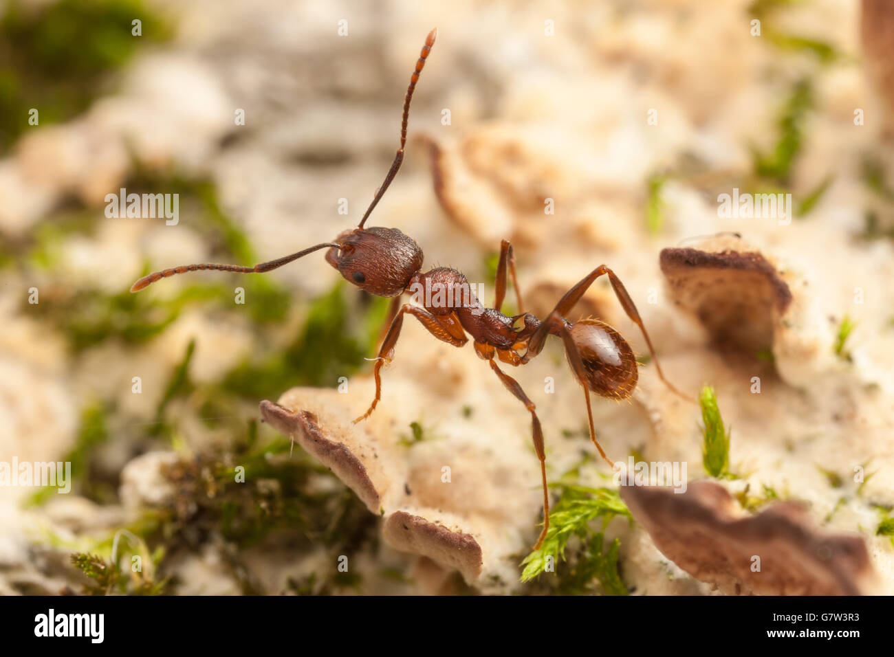 Wirbelsäule-taillierte Ant (Aphaenogaster Fulva) Arbeitnehmer beschäftigt sich die Pilz und Moos bedeckte Oberfläche eines gefallenen Toten Baumes. Stockfoto