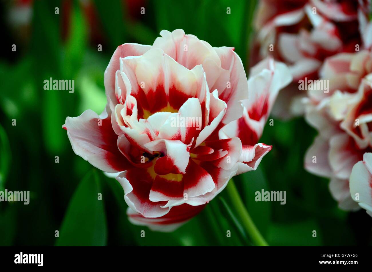 Nahaufnahme Makro Blut rot und weißen farbigen Blume Stockfoto