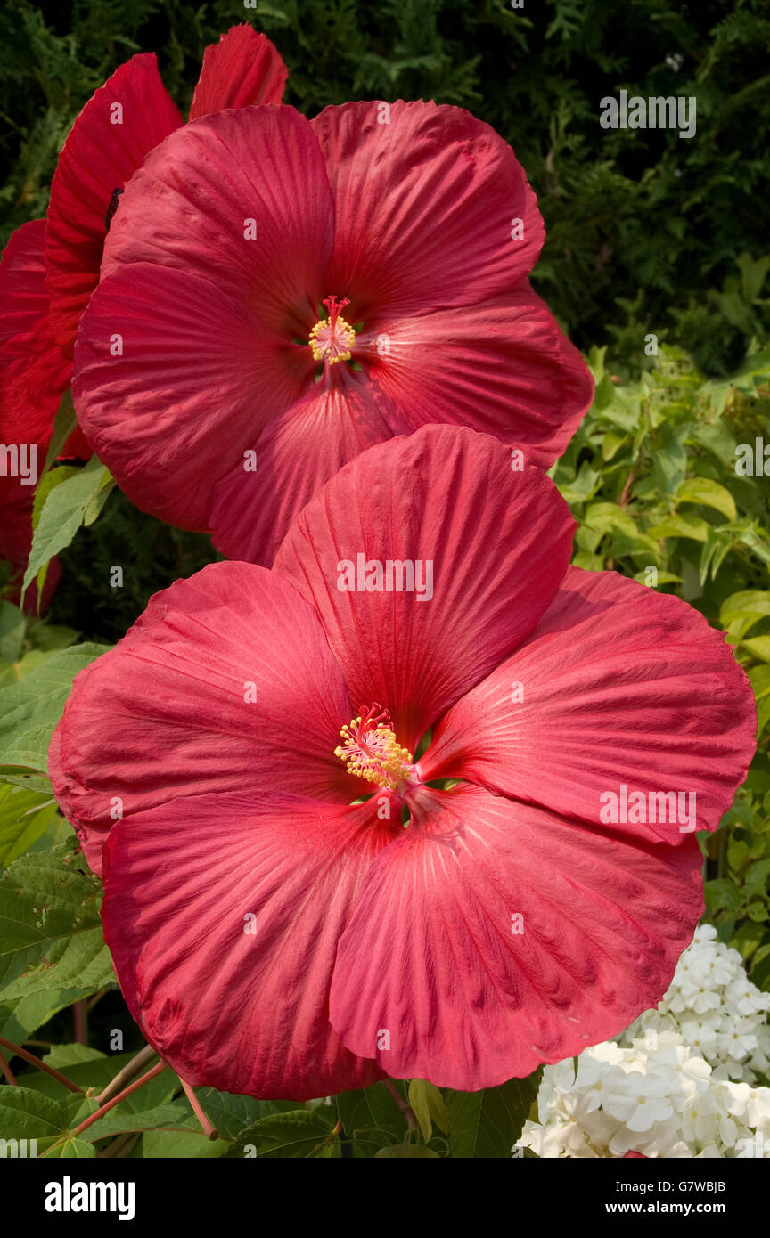 Hibiskus moscheutos Fotos und Bildmaterial in hoher Auflösung Alamy