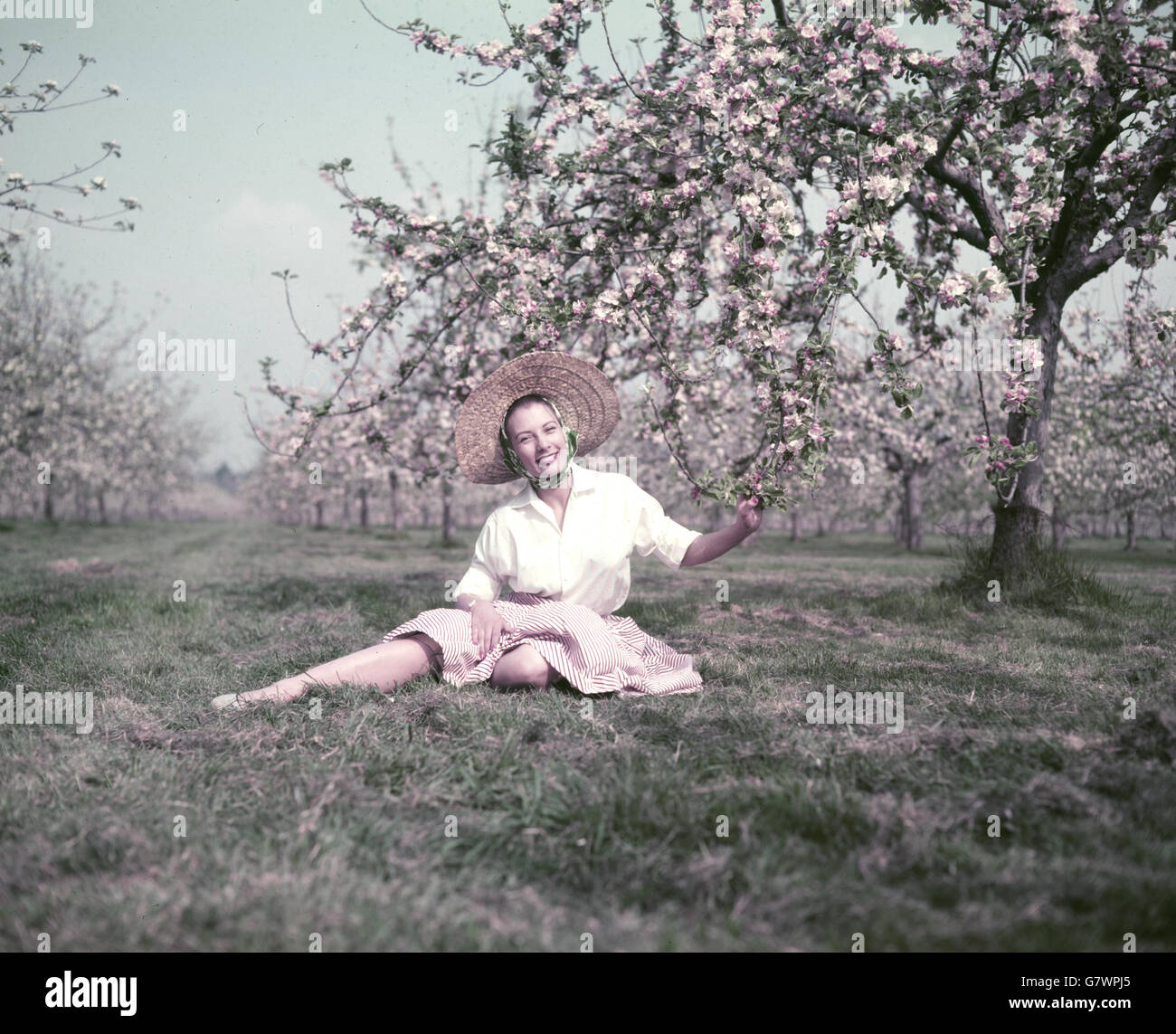 Ein Mädchen setzte sich in einem Kent-Obstgarten unter die Apfelblüte. Stockfoto