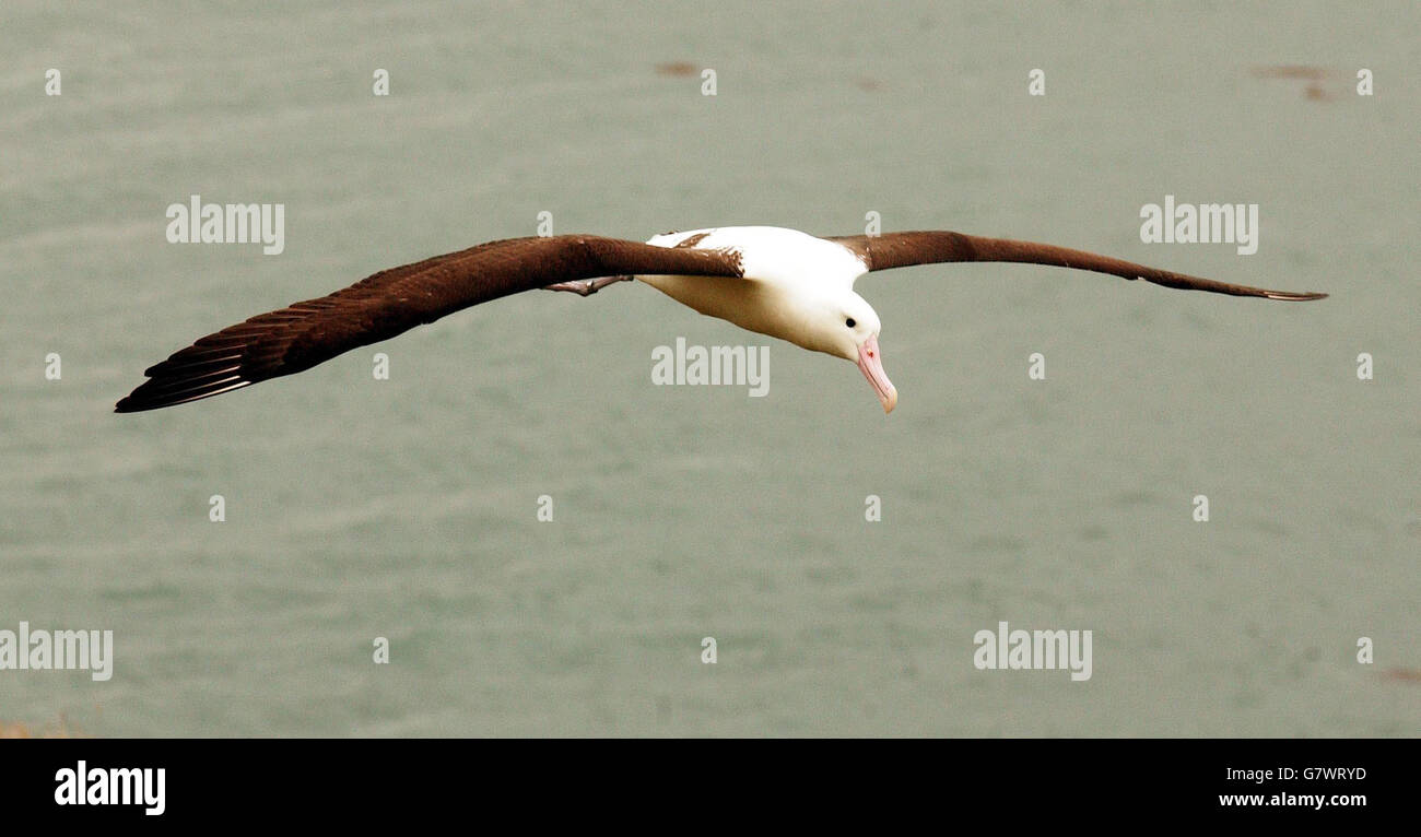 Prinz Charles - Besuch - Royal Albatross Centre in Neuseeland Stockfoto