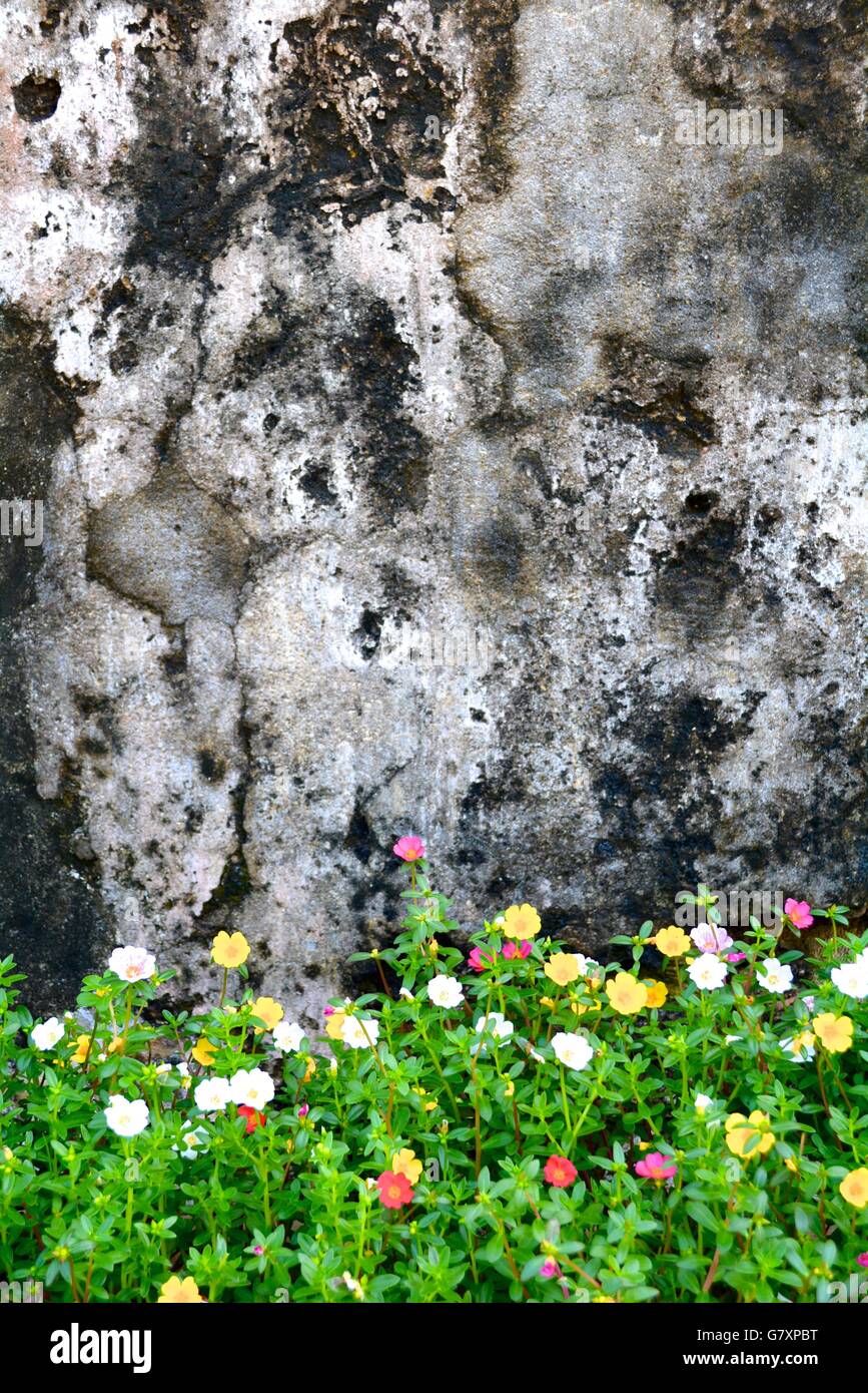 bunten Blumen gegen eine alte graue Wand in Galle, Sri Lanka Stockfoto