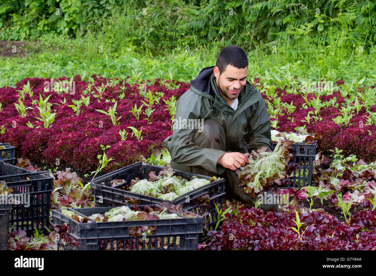 Tarleton, Lancashire, Großbritannien. Juni 2016. Wetter in Großbritannien. Ein früher Start für Jose, einen Wanderarbeiter aus der EU, der roten Salat aus Königseiche für John Dobsons-Salatzüchter erntet. Er ist einer von mehreren portugiesischen Einwanderern und EU-Staatsangehörigen, die im Sommer auf den Feldern arbeiten und dabei die Salatpflanzen sammeln, um Supermarktaufträge zu erfüllen. Die Arbeiten begannen früh, da sich Regenausbrüche voraussichtlich bis zum Mittag über die Region ausbreiten und stellenweise stark werden. Stockfoto