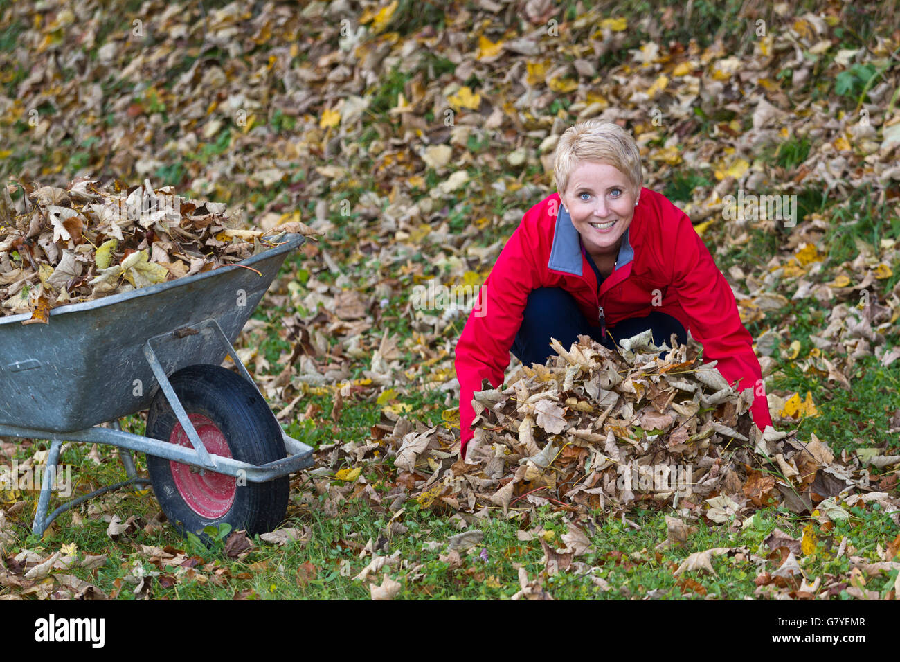 Gartenarbeit, Frau weglegen Blätter in einer Schubkarre Stockfoto