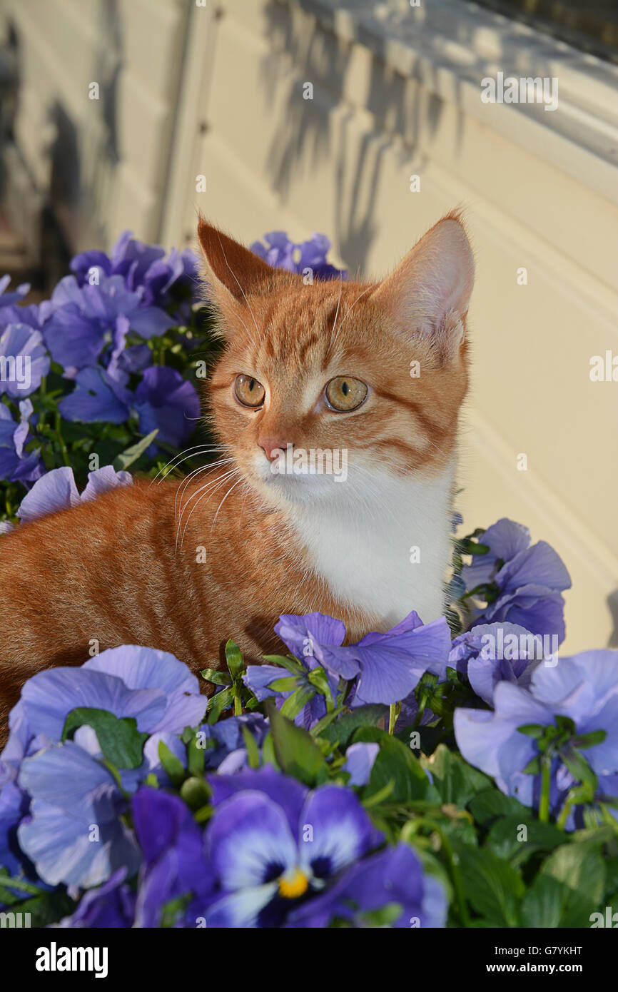 Schöne Orange, Roter Ingwer Katze neugierig beobachten mit lila blau-violetten Blüten im Garten Stockfoto