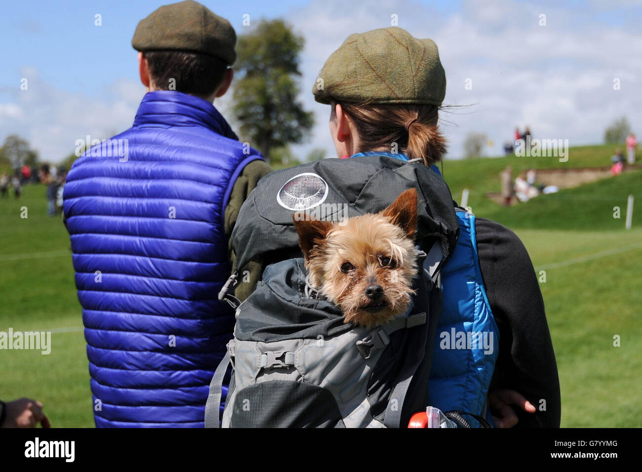 Ein älterer Hund wird in einem Rucksack während des vierten Tages der Badminton Horse Trials, Badminton, getragen. Stockfoto