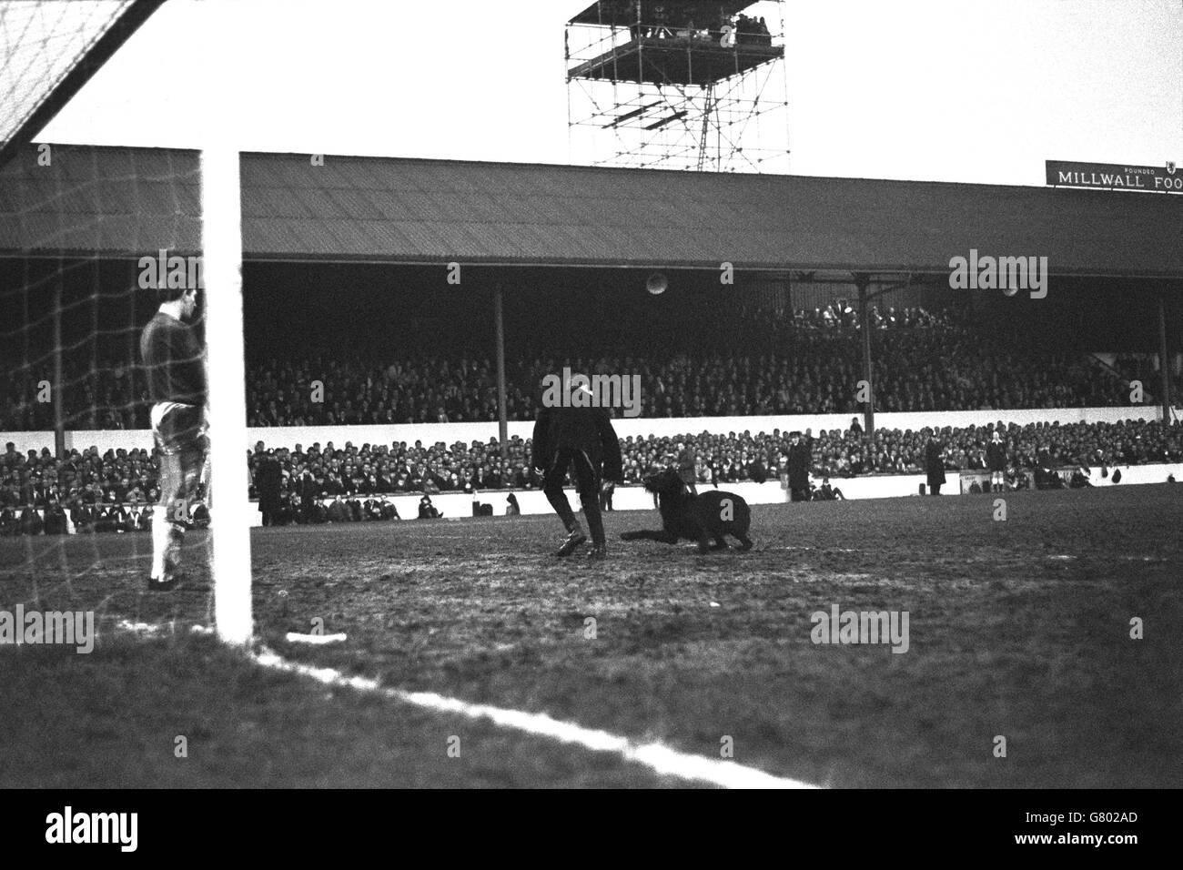 Daniel in der Löwengrube hatte nichts an diesem verspielten schwarzen Hund, der auf das Spielfeld wanderte und das FA Cup-Spiel untersagte. Torhüter Pat Jennings sieht zu, wie ein hilfreicher Zuschauer versucht, das Tier wegzulocken. Stockfoto