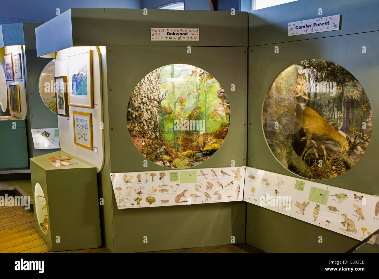 Großbritannien, Cumbria, Kendal, Bahnhofstraße, Kendal Museum, Kendal und Westmorland Galerie Wildlife-Dioramen Stockfoto