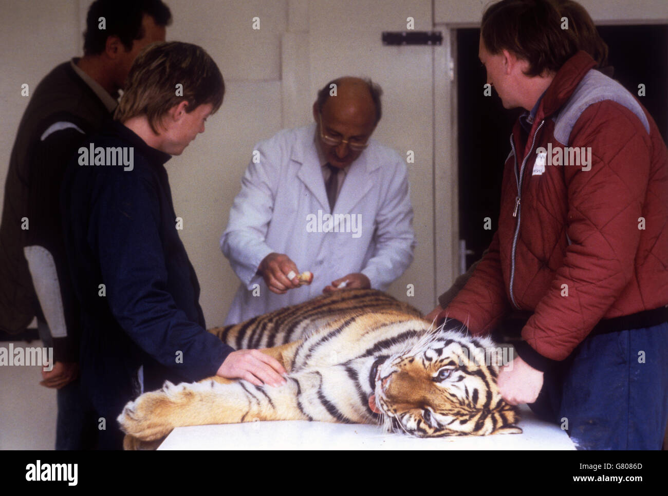 Tiere - Siberian Tigress Operation - Longleat Safari und Adventure Park, Wiltshire. Safari-Park Helfer und Tierarzt Gerard Benbow (Mitte) neigen zur sibirischen Tigerin Karlijka. Stockfoto