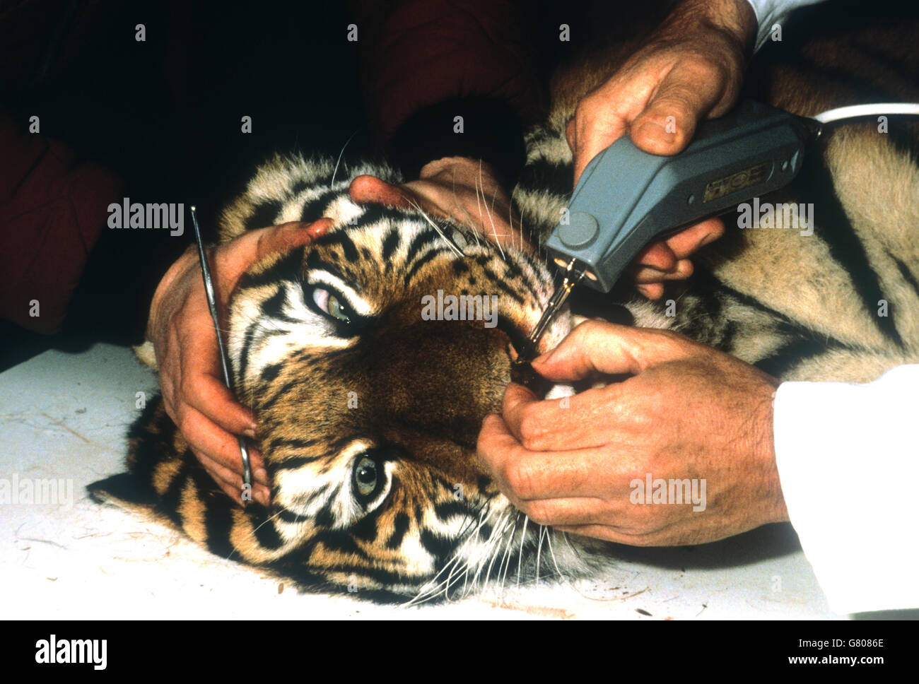 Tiere - Siberian Tigress Operation - Longleat Safari und Adventure Park, Wiltshire. Sibirische Tigerin Karlijka auf dem Operationstisch. Stockfoto